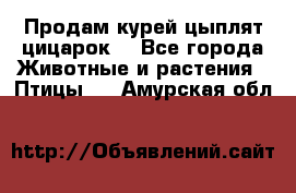 Продам курей цыплят,цицарок. - Все города Животные и растения » Птицы   . Амурская обл.